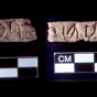 Inscriptions from Umm el-Marra